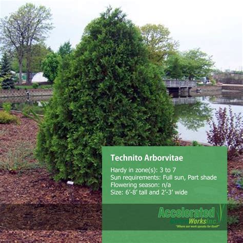 Technito Arborvitae | Arborvitae, Landscape trees, Backyard landscaping