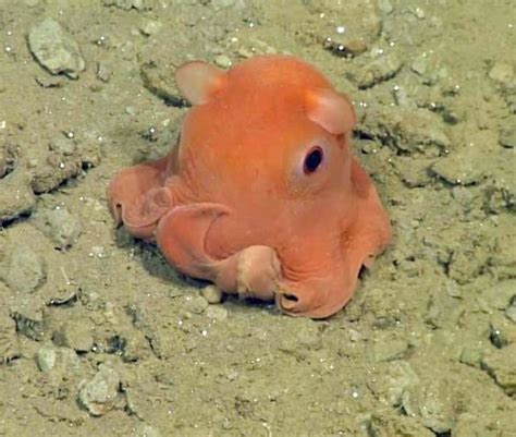 Newly Discovered Cute Octopus Proves Adorable Things Do Live in the Deep Sea | Featured Creature