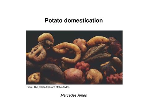 PPT - Potato domestication PowerPoint Presentation, free download - ID ...