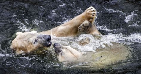 Polar Bears Switch Diets to Survive, Studies Say