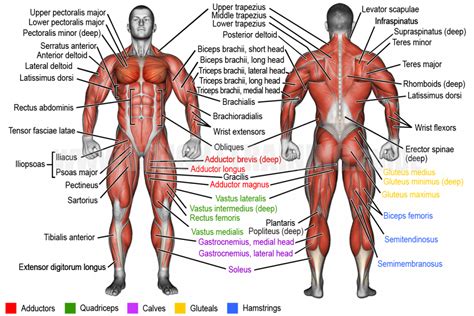 Learn muscle names | Weight Training Guide | Exercice, Anatomie, Dessin ...