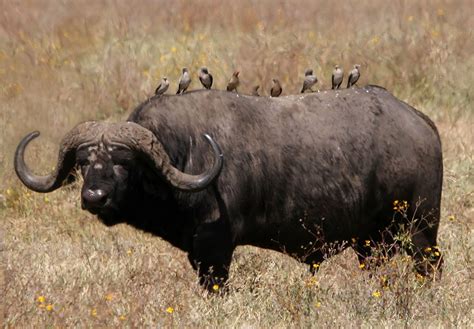 File:African buffalo Syncerus caffer retouched.jpg - Wikimedia Commons