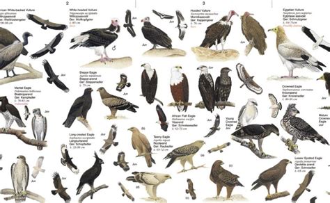 Birds of Prey, Southern Africa | NHBS Field Guides & Natural History