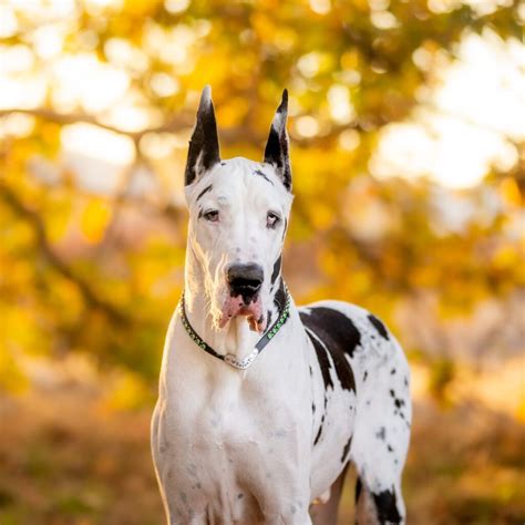 Harlequin Great Danes: World’s Largest Dog Breed - Rocky Kanaka