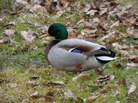 Le canard colvert - La création d'Allah