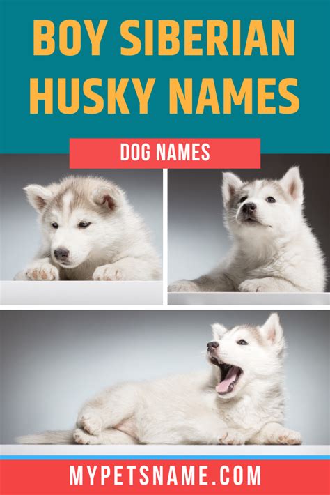 Boy Siberian Husky Names | Husky names, Siberian husky names, Husky