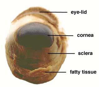 biology: Sheep Eye Dissection