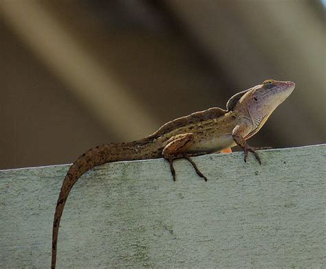 Brown Anole Lizard - April 22, 2017