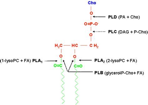 figure caption hydrolysis of the phospholipid phosphatidylcholine by ...