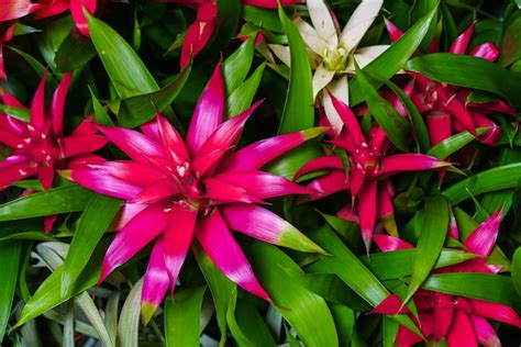 Premium Photo | Indoor red bromeliad flower closeup this is flowering ...