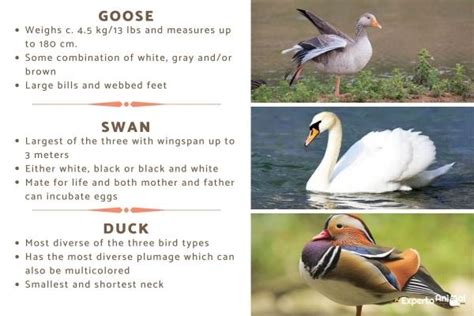 Differences Between a Swan Vs Goose Vs Duck - With Photos