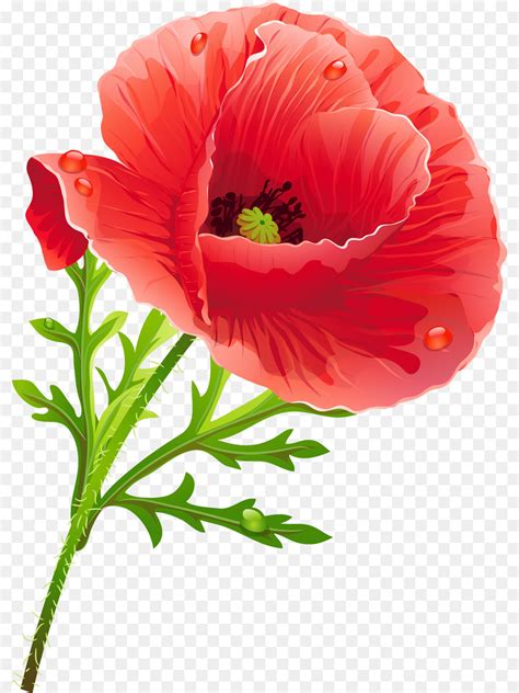 Free Poppy Flower Cliparts, Download Free Poppy Flower Cliparts png images, Free ClipArts on ...