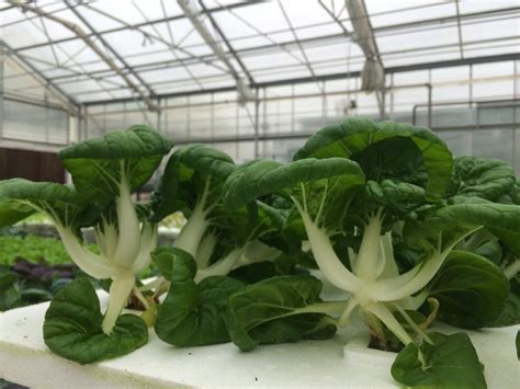 Growing Hydroponic Specialty Crops — Farmer Tyler