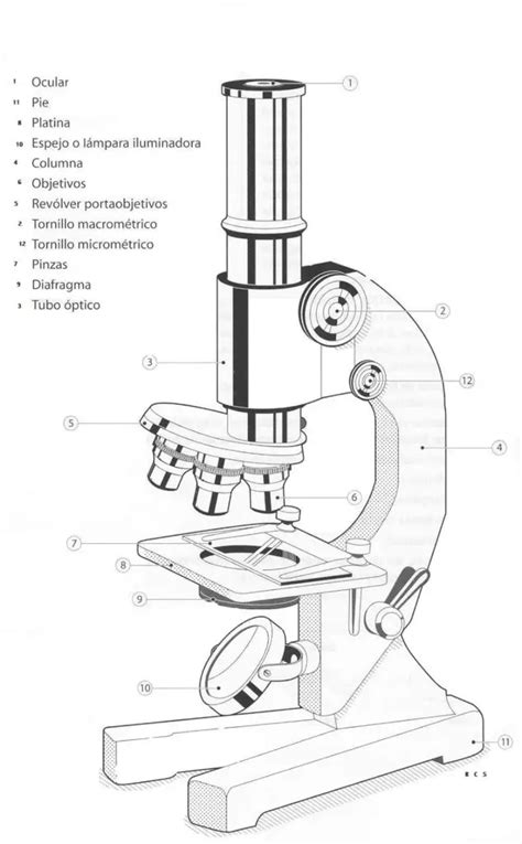 PARTES DEL MICROSCOPIO: Significado, Funciones, Uso Y Más