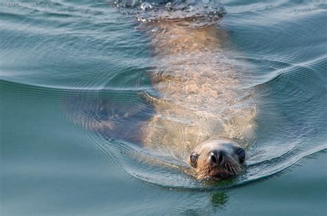 Curious Steller Sea Lion and Reflection, Alaska - Betty Sederquist Photography