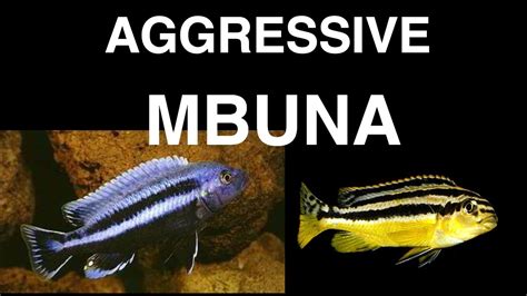 Mbuna Cichlids Species List