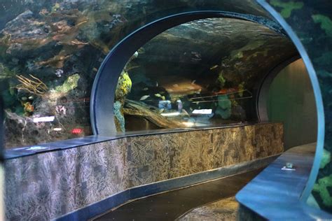 Gatlinburg Attraction Review: Ripley's Aquarium of the Smokies - The ...