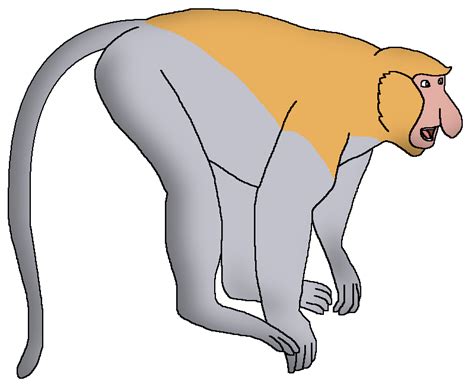 Proboscis Monkey | Wildlife Animal Pedia Wiki | Fandom