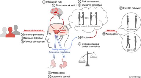 The insular cortex: Current Biology