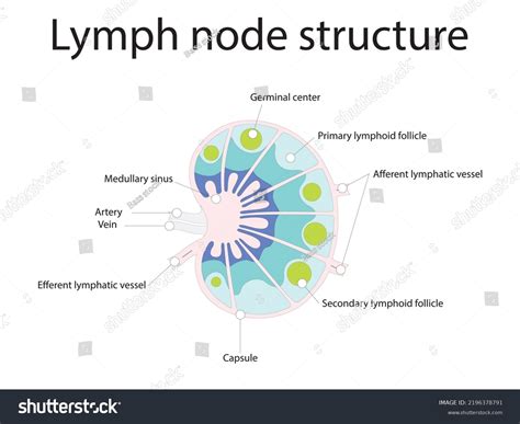 Lymph Node Structure Schematic Anatomic Illustration Stock Vector ...