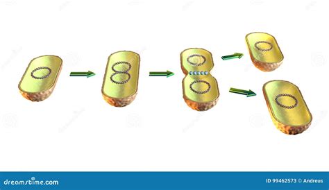 Binary Fission In Amoeba Vector Illustration | CartoonDealer.com #136503316