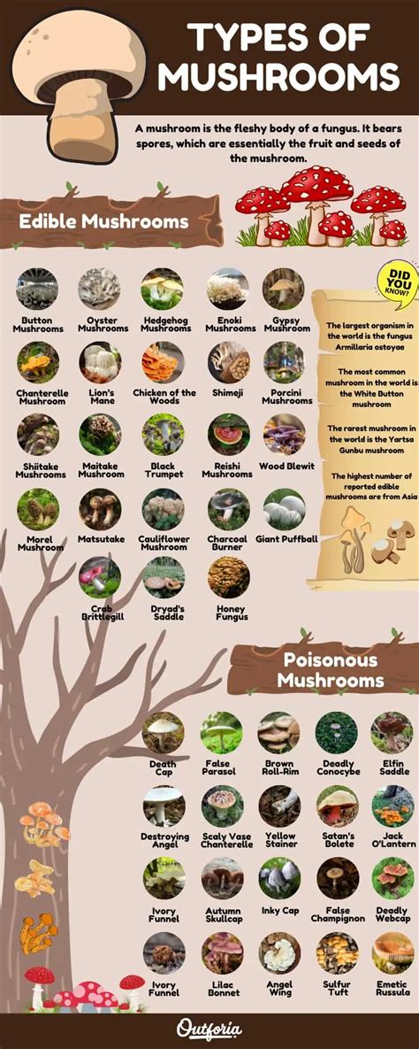 Mushroom mastery identifying 43 types of mushrooms – Artofit