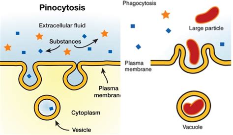 Pinocytosis: Definition, Types, Features, and Functions