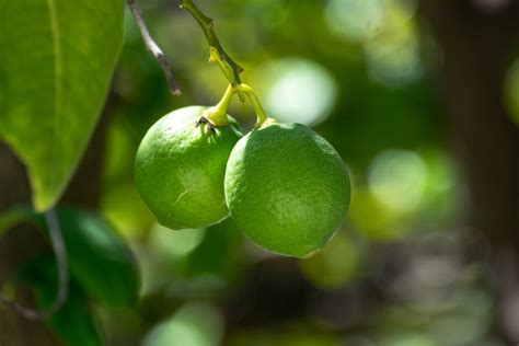 KNOW YOUR LIMES: Key Lime vs. Lime: Is There Really a Difference ...