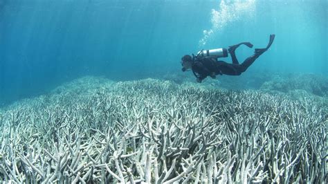 Damage to Great Barrier Reef From Global Warming Is Irreversible, Scientists Say - The New York ...