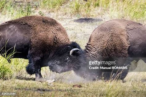 298 Bison Fight Stock Photos, High-Res Pictures, and Images - Getty Images