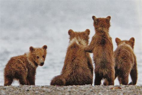 Brown bear cubs. Cute | Brown bear, Bear cubs, Bear