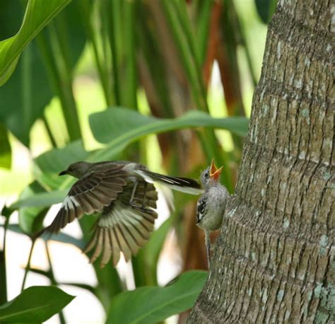 Florida Mockingbird Stock Photos, Pictures & Royalty-Free Images - iStock