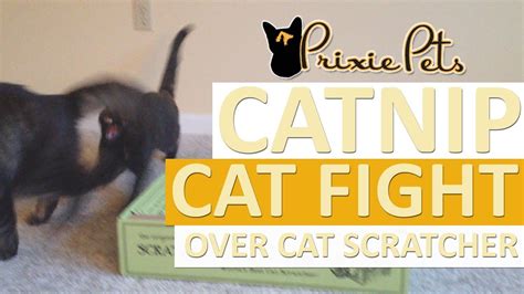 Catnip Cat Fight Over Cat Scratch Box! - YouTube