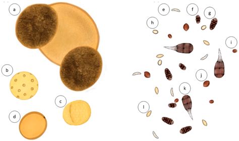 Fungal Spores Under Microscope