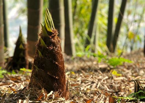 6 Fakta Keren Pohon Bambu, Lebih Kuat dari Besi Lho!