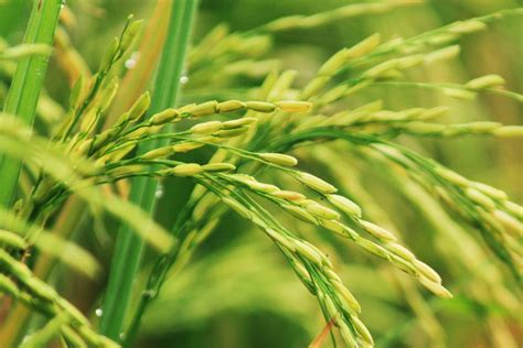 Free Images : nature, meadow, barley, prairie, flower, rural, green ...