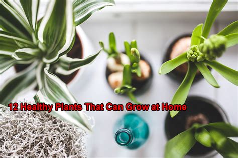 12 Healthy Plants That Can Grow at Home - Çok Bilenler