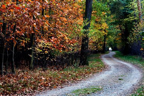 autumn, trail, trees Wallpaper, HD Nature 4K Wallpapers, Images and ...