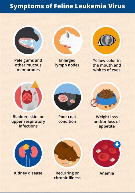 Cat Leukemia: Causes, Signs, & Treatment | Canna-Pet