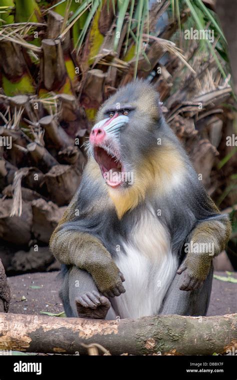 A close-up of a colorful mandrill Stock Photo - Alamy