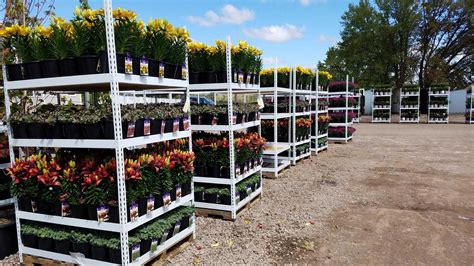 Wholesale Nursery Plants, Evergreen Nursery - For Sale