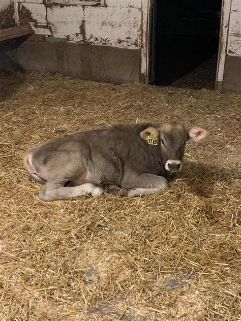 Sweetest little baby Brown Swiss 🥺💕 she was around 2 months old in this : Cows