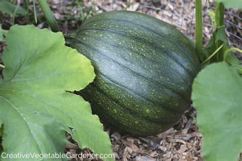 Growing Your Own Pumpkins: A Guide to Pumpkin Plant Stages - Ames Farm ...