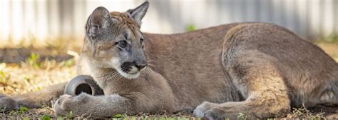 ZooTampa - Florida Panther Cubs Debut - Header - Touring Central Florida