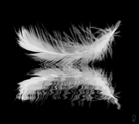 Feather GIFs - Get the best GIF on GIPHY