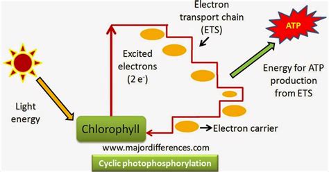 Difference Between Cyclic and Non Cyclic Photophosphorylation | Major ...