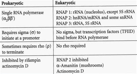 Eukaryotic Rna Polymerase