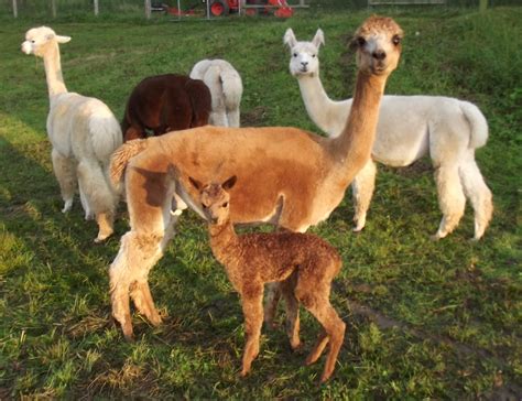 First Fall Alpaca Cria