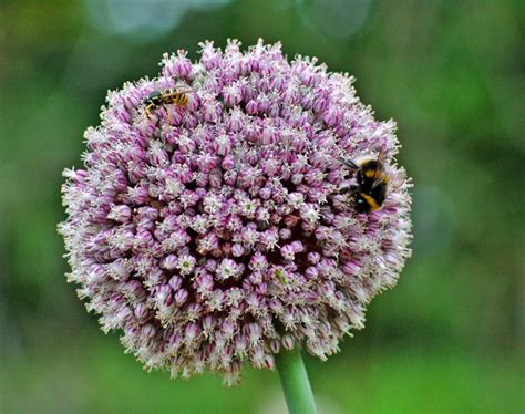 Growing Leeks: The Complete Guide to Plant, Grow, and Harvest Leeks