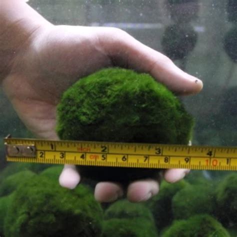 Marimo Moss Ball – Tim's Shrimpery & Aquatics